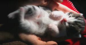 Dit kittentje valt in de hand van z’n baasje in slaap. En dat is ongelooflijk mooi!