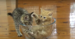 Makkelijkste speelgoed ooit voor kleine kittens: een glazen kom!