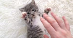 Waar dit kleine kittentje dol op is? Spelen, spelen en nog eens spelen!