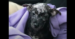 Vrouw redt een piepklein hondje en wordt helemaal verliefd op het beestje