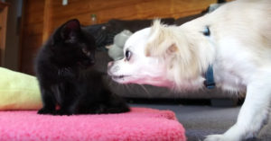 Zij nemen een kitten in huis. En daar is de kleine hond héél nieuwsgierig naar..