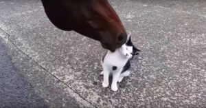 Enorm paard en klein kittentje: beste vrienden!