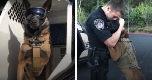 Deze politiehond is niet alleen super lief om te zien. Hij is ook zo snel als het licht!