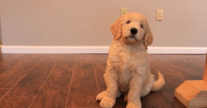 Goldendoodle pup van 8 weken krijgt training van z’n baasje. En wat luistert ‘ie aandachtig!