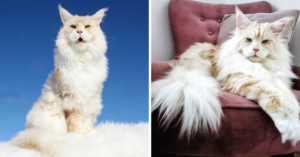 Gi-gan-ti-sche kat groeit uit tot internethit!