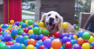 Schitterende golden retriever is jarig en dat vraagt om een heerlijk filmpje!