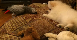 Honden en vogels die aan het spelen zijn: het is zo aandoenlijk om te zien!