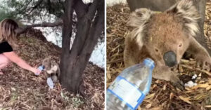 Mensen geven koala te drinken tijdens zomerse hittegolf