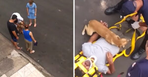 Hond is helemaal van slag als z’n baasje wordt meegenomen door de ambulance