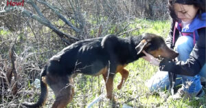 Zij rijden langs een drukke weg en zien een gewonde hond hinken..