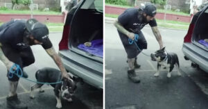 Zij kregen een melding van een agressieve pitbull die in een donkere kelder leeft..