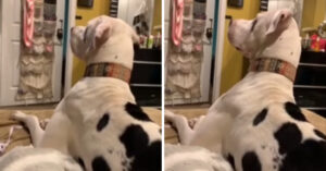 Deense dog kijkt wel héél aandachtig tv