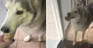 Husky gooit er een woedeaanval uit, omdat hij niet naar buiten mag..