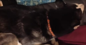 Boze husky weigert naar haar baasje te kijken, omdat ze is ingespoten met vlooienspray..