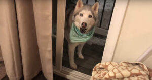 Husky wil niet naar binnen en dat laat ‘ie duidelijk merken…
