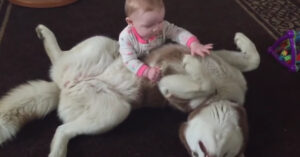 Siberische husky speelt heel voorzichtig met een baby van 7 maanden oud