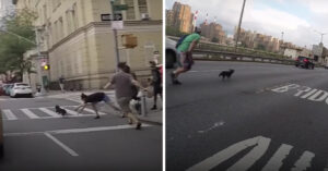 Hond ontsnapt en rent over straat heen. Wat volgt is een bloedstollende achtervolging