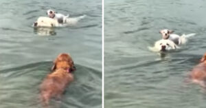 Hond zwemt door het water. Maar zie eens wie een ‘lift’ krijgt!