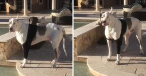 Enorme hond mag niet in het zwembad