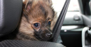 Zo zielig: katjes en hondje uit Gelderland zitten tijdens oud en nieuw in auto opgesloten..