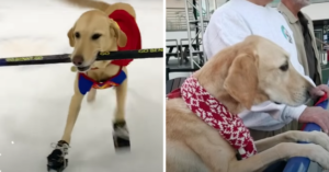 Hond die niemand wilde hebben, blijkt dol op schaatsen!