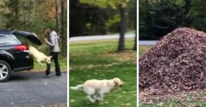Níemand houdt van zoveel van springen in een stapel bladeren als deze gekke hond!