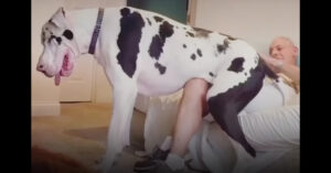 Heb jij een grote hond? 5 redenen waarom grote honden het állerleukst zijn