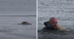 Man ziet levenloze puppy op het ijs liggen. Dan volgt een indrukwekkende heldendaad