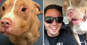 Jongeman is bezig met een roadtrip. Maar dan ontmoet hij een hond die zal worden ingeslapen..