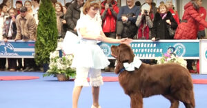 Deze vrouw staat op de dansvloer. Maar het is de hond die de show steelt..