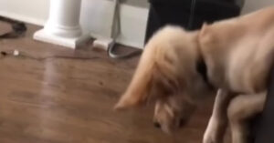 Deze vermoeide hond glijdt (letterlijk) in slaap..