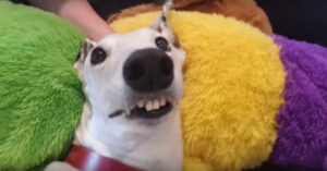 Zó leuk: deze vrolijke hond kan haar blijdschap niet verbergen!