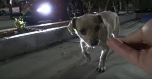 Piepklein hondje is achtergelaten op een parkeerplaats en bedelt om eten..