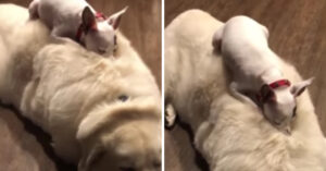 Piepklein hondje is moe. Dus gaat ‘ie maar bovenop de andere hond slapen