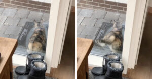 Kitten wil graag naar binnen en heeft een wel hele grappige manier om dat te laten weten..