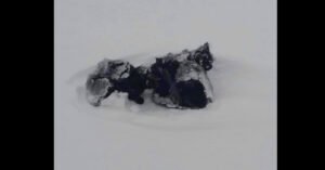 Man rijdt door een sneeuwstorm in Canada. Dan ziet hij (net op tijd) een zwart hoopje liggen..