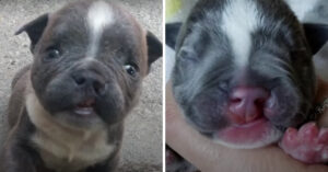 Puppie werd gedumpt door fokker toen hij 1 dag oud was..