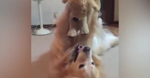 Golden retriever ligt op de grond met de knuffel..