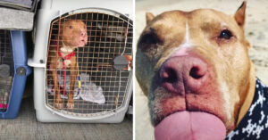 Pitbull die jarenlang vastgeketend leefde is dol op zijn nieuwe leven als knuffelbeer