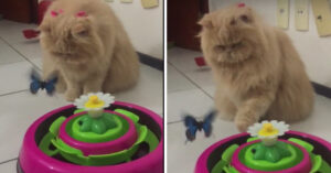 Vrouw heeft een speeltje gekocht voor de kat. Maar het beestje is net iets te slim..