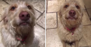 Schuldige hond lacht gewoon lekker door als oma haar op d’r kop geeft!