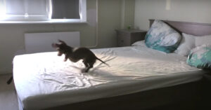 Kleine teckel mag op het bed spelen. En dat vindt ‘ie leeeeuuuk!