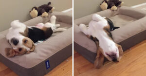 Té schattig: 7 héle lieve geluidjes die beagles maken!
