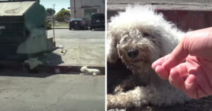 Deze kleine hond werd voor dood achtergelaten in ghetto in Los Angeles