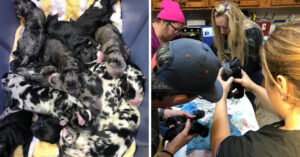 Dierenartsen kunnen hun ogen niet geloven: deze hond baart wel héél veel puppy’s