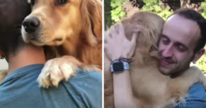 Deze honden willen knuffelen, dólgraag knuffelen!