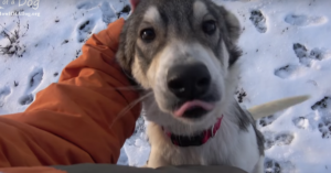 Deze vriendelijke hond wachtte op iemand om haar te redden uit de koude sneeuw