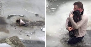Heldhaftige man redt een hond uit een bevroren meer