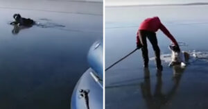 Deze arme hond is vastgeraakt in een bevroren meer in Rusland..