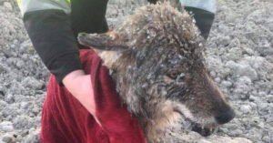 Deze 2 mannen uit Estland denken hond in nood uit een ijskoude rivier te redden..